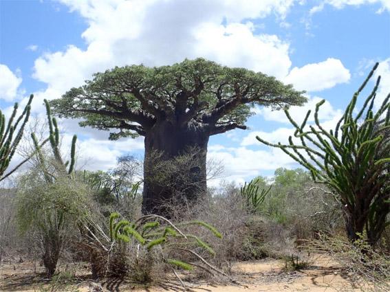 Le baobab du Sud-Ouest