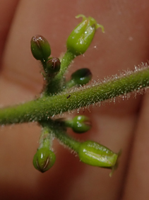 Burse commiphora grandifolia small4