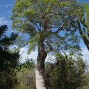 Quel est le nom malgache de l’arbre avec lequel que les pêcheurs Vezo font des pirogues ?