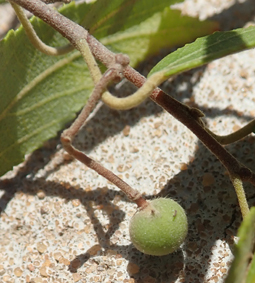 Malva grewia andramparo smallfruit