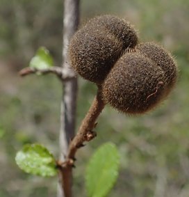 Malva grewia androyensis smallfruit