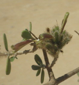 Acant balahazo la mangrove small