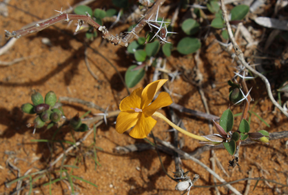 Acant barleria decaryi belalanda small