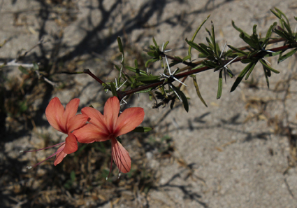 Acant barleria her small