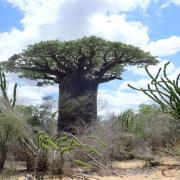 Le nom du baobab (ici Adansonia rubrostipa) vient