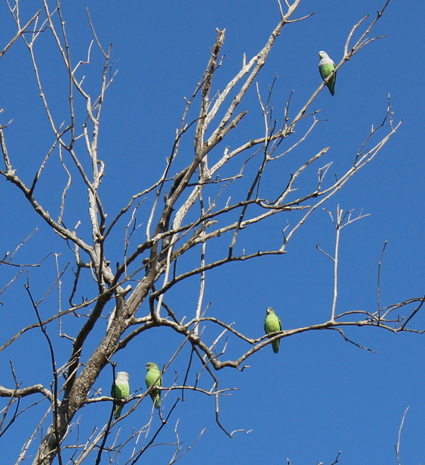 Agapornis canus faune small