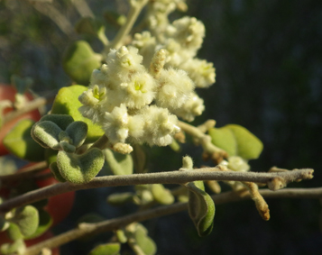 Amara aerva cf triangularifolia small 1
