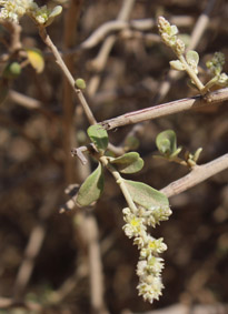 Amara aerva coriaceae belalanda 2017 lr562 2