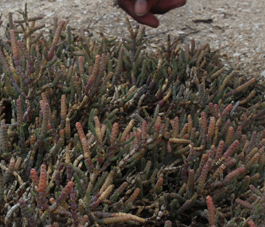 Amara arthrocnemum pachystachyum small