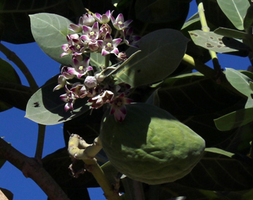 Apocy calotropis procera small2