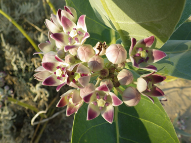 Apocy calotropis small