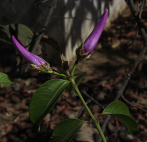 Apocy cryptostegia madagascariensis small