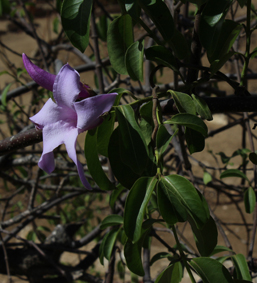 Apocy cryptostegia madagascariensis small2