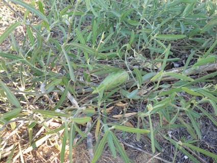 Apocy leptadenia small