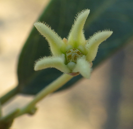Apocy leptedania small