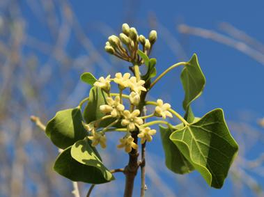 Apocy marsdenia cf cordifolia small