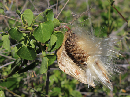 Apocy marsdenia cordi small
