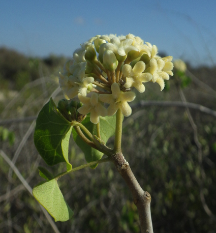 Apocy marsdenia cordifolia small 4