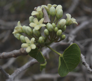 Apocy marsdenia cordifolia small