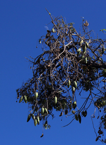 Apocy marsdenia verrucos small