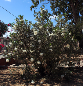 Apocy nerium oleander small