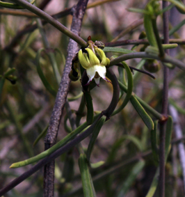 Apocy secamonopsis madagascariensis small