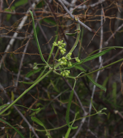 Apocy sp2 small