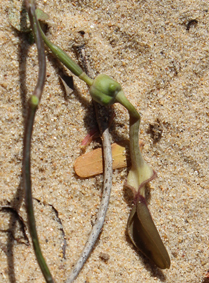Arist aristolocha albida belalanda 2017 lr560 2