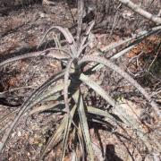 Le Vahontsoy, Aloe divaricata, est endémique de Madagascar et il pousse