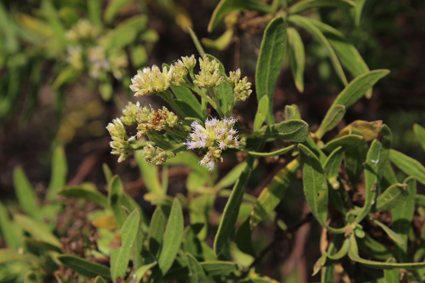 Aster pluchea grevei small