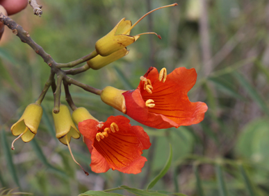 Bigno fernandoa madagascariensis belalanda small