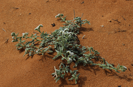 Borag heliotropium indicum belalanda small