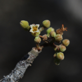 Burse commiphora balahazosmall