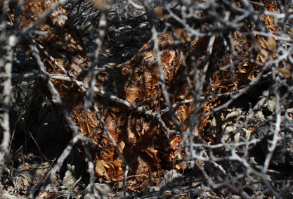 Burse commiphora small