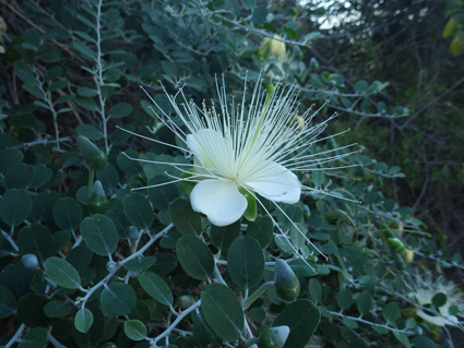 Cappa capparis c maritima saint augustin 2016 3small