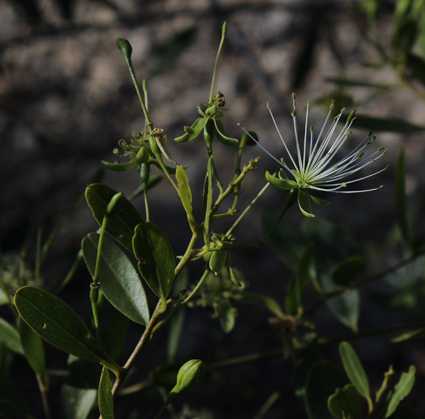 Cappa maerua humbertii 2017 lr539 7small