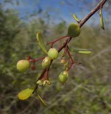 Celas gymnosporia 1small