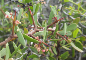 Celas gymnosporia 2 small