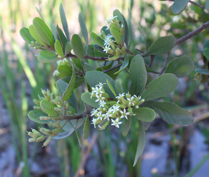 Combr lumnitzera racemosa small