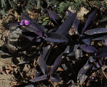 Comme tradescantia pallida small