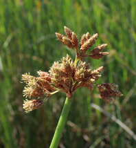 Cyper cyperus small2