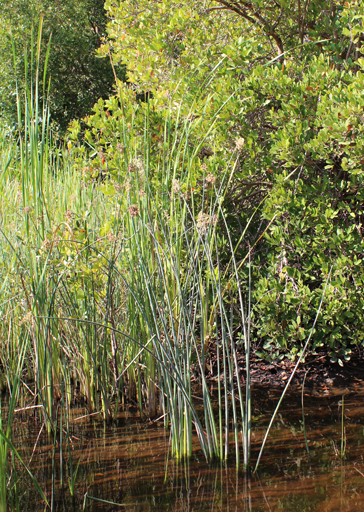 Cyper cyperus small3