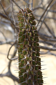 Didia alluaudia ascendens small