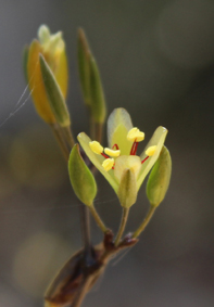 Didie alluaudiopsis fiherenensis small 10