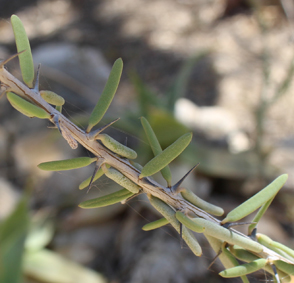 Didie alluaudiopsis fiherenensis small
