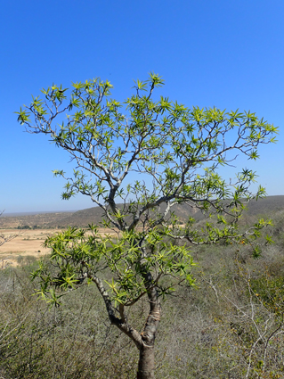 Eupho euphorbia antso miarycarriere lr 1