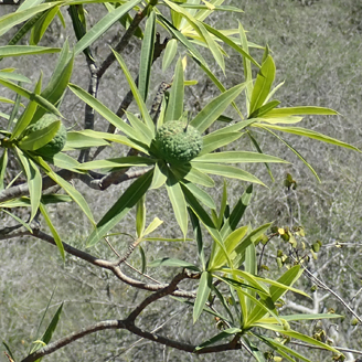 Eupho euphorbia antso msmallfruit