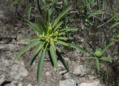 Eupho euphorbia antso smallfleur