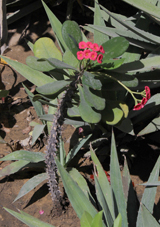 Eupho euphorbia milii villesmall