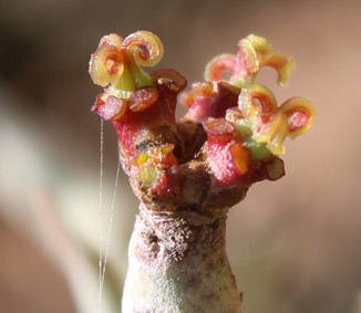 Eupho euphorbia stenoclada belalanda 2017